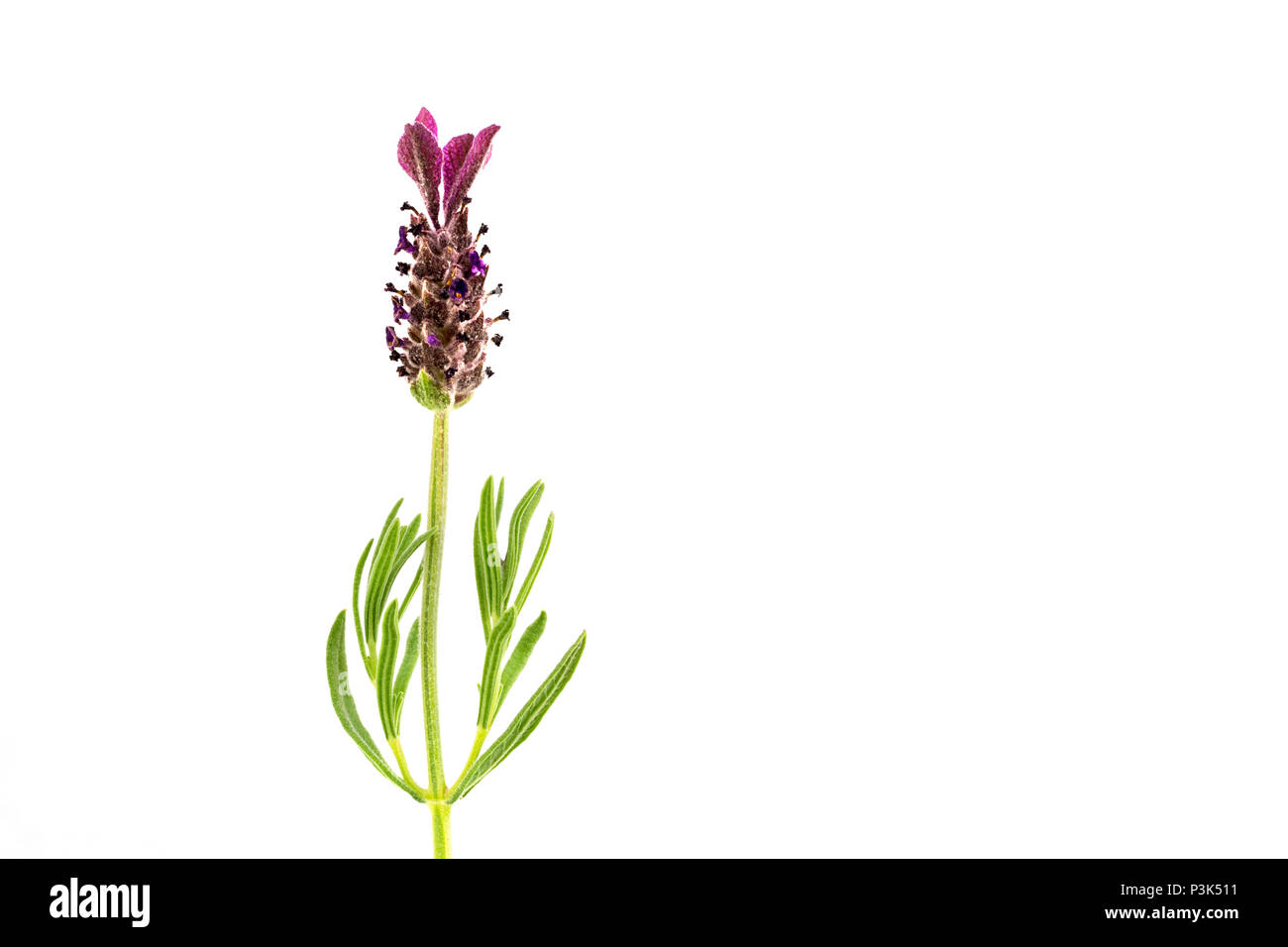 Beau portrait détaillé d'un lavandula flower isolated against white background Banque D'Images