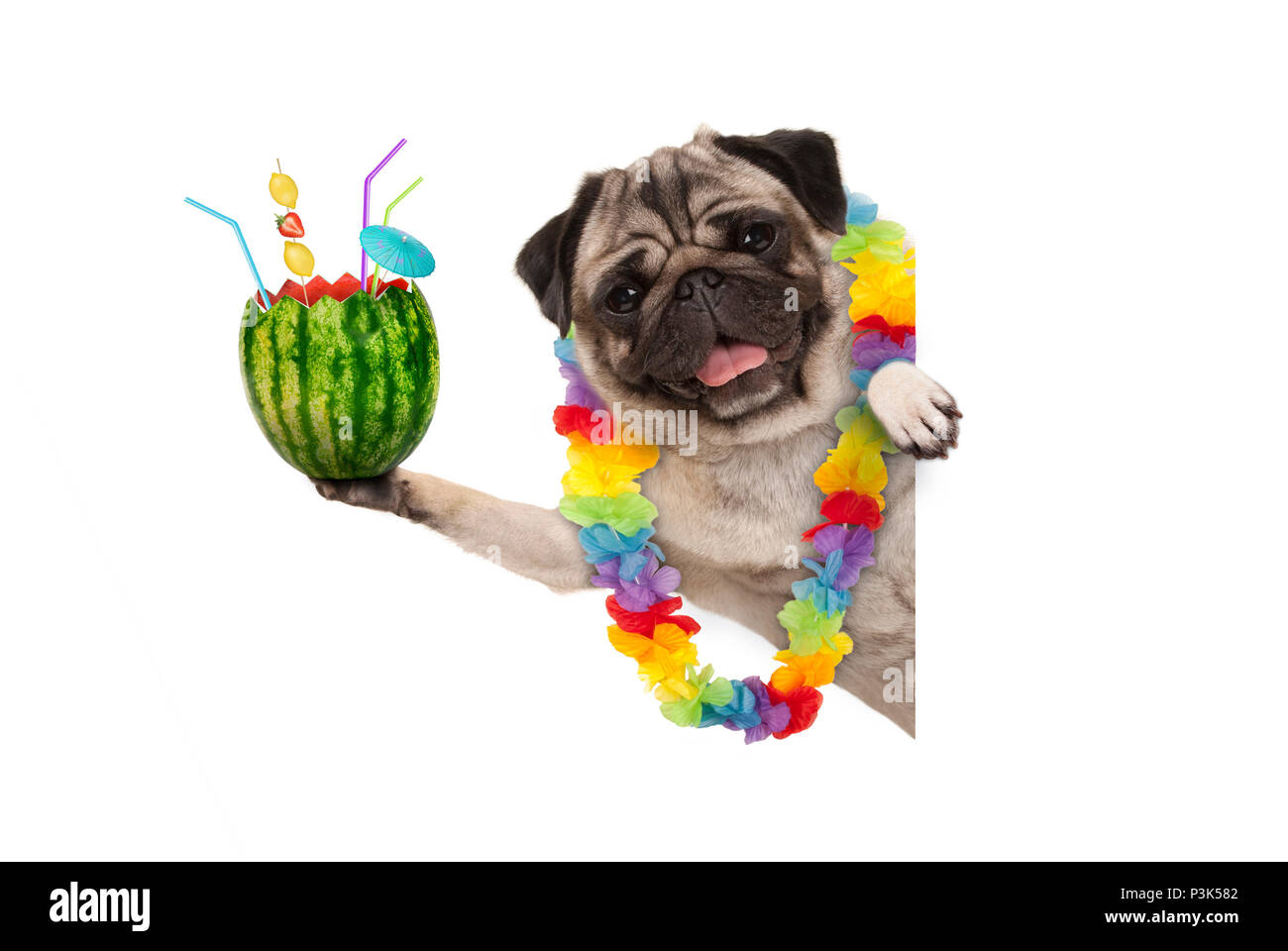 Pug dog été frolic avec guirlande de fleurs hawaïennes, holding watermelon cocktail avec parasol et de pailles, isolé sur fond blanc Banque D'Images