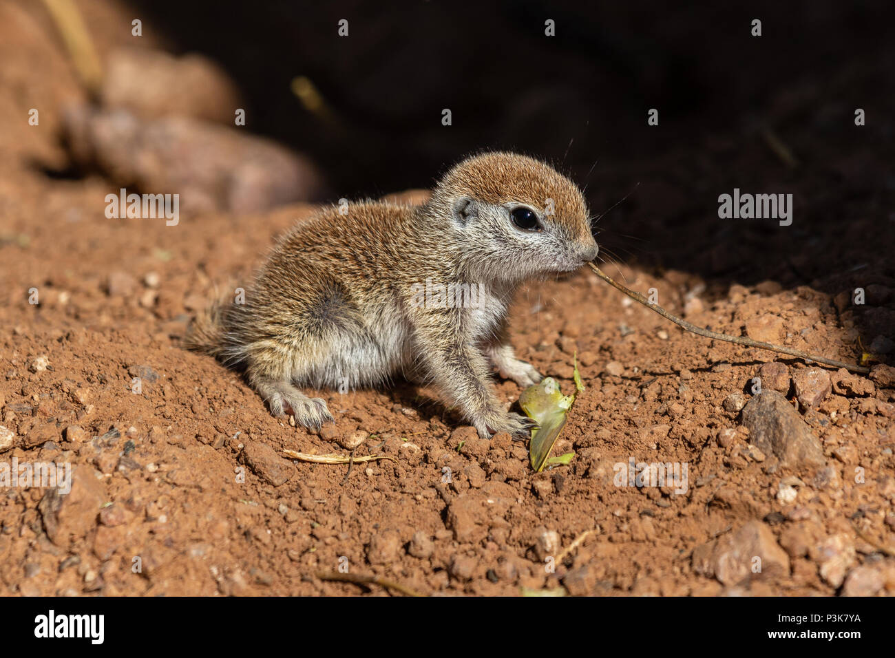 Les jeunes à queue ronde (xerospemuphilus tereticaudus), assis, toujours alerte pour danger possible, dans l'Arizona désert de Sonora. Banque D'Images