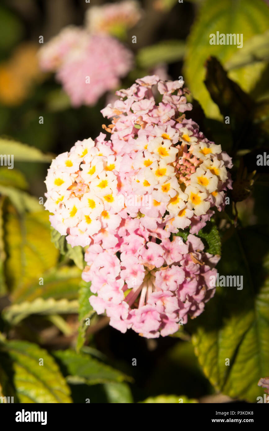 La sauge sauvage (Lantana camara) Banque D'Images