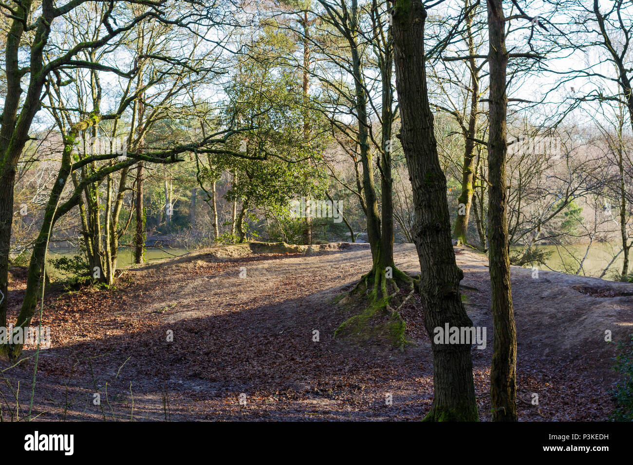 Paysage boisé sur un matin d'hiver ensoleillé, Creekmoor, Poole, Dorset, UK Banque D'Images