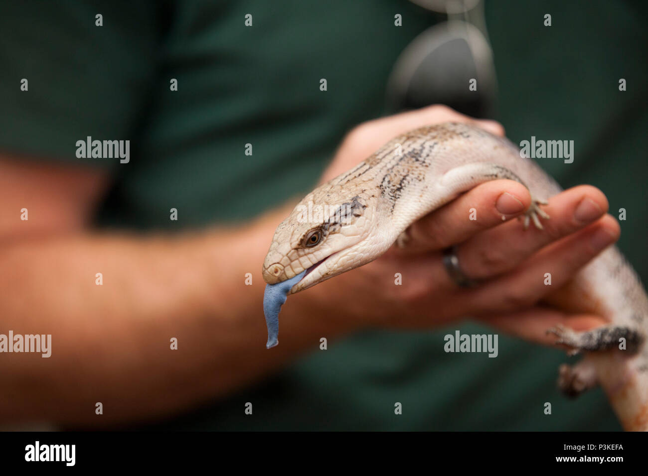 Man holding blue-tongued skink (Tiliqua) Banque D'Images