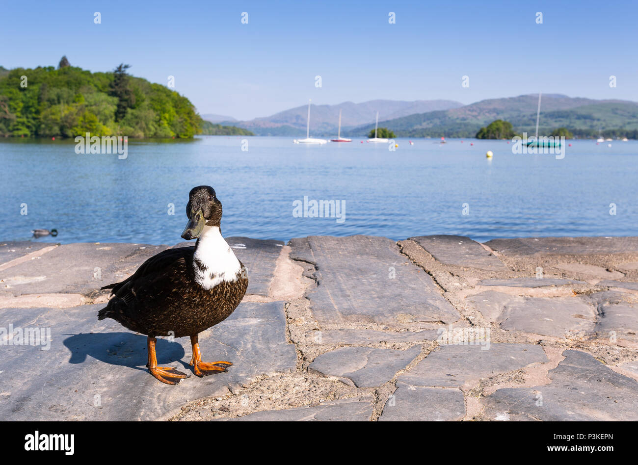 Windermere, le Parc National du Lake District, le Royaume-Uni Banque D'Images