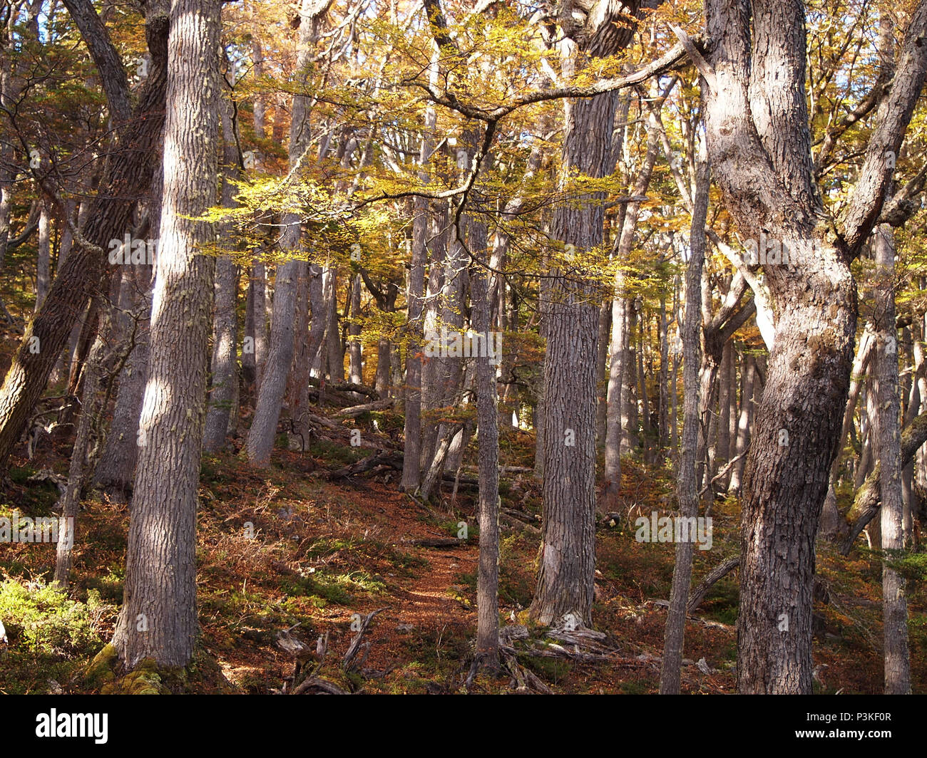 Couleurs d'automne des forêts de hêtre subpolaire de l'île Navarino, au Chili - la plus au sud du monde les forêts Banque D'Images