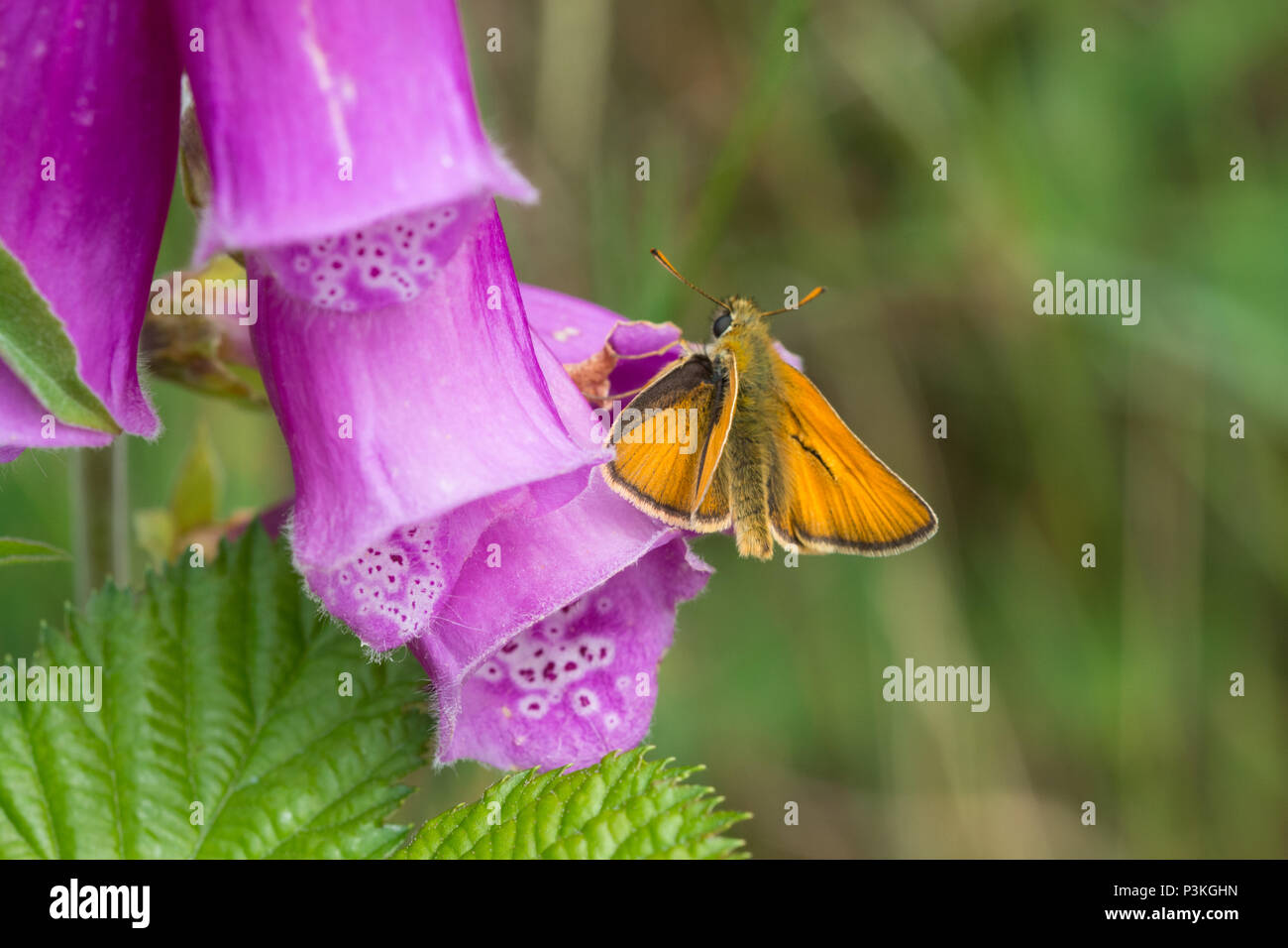 Grand skipper butterfly (Ochlodes Sylvanus) sur une digitale pourpre (Digitalis purpurea) Banque D'Images