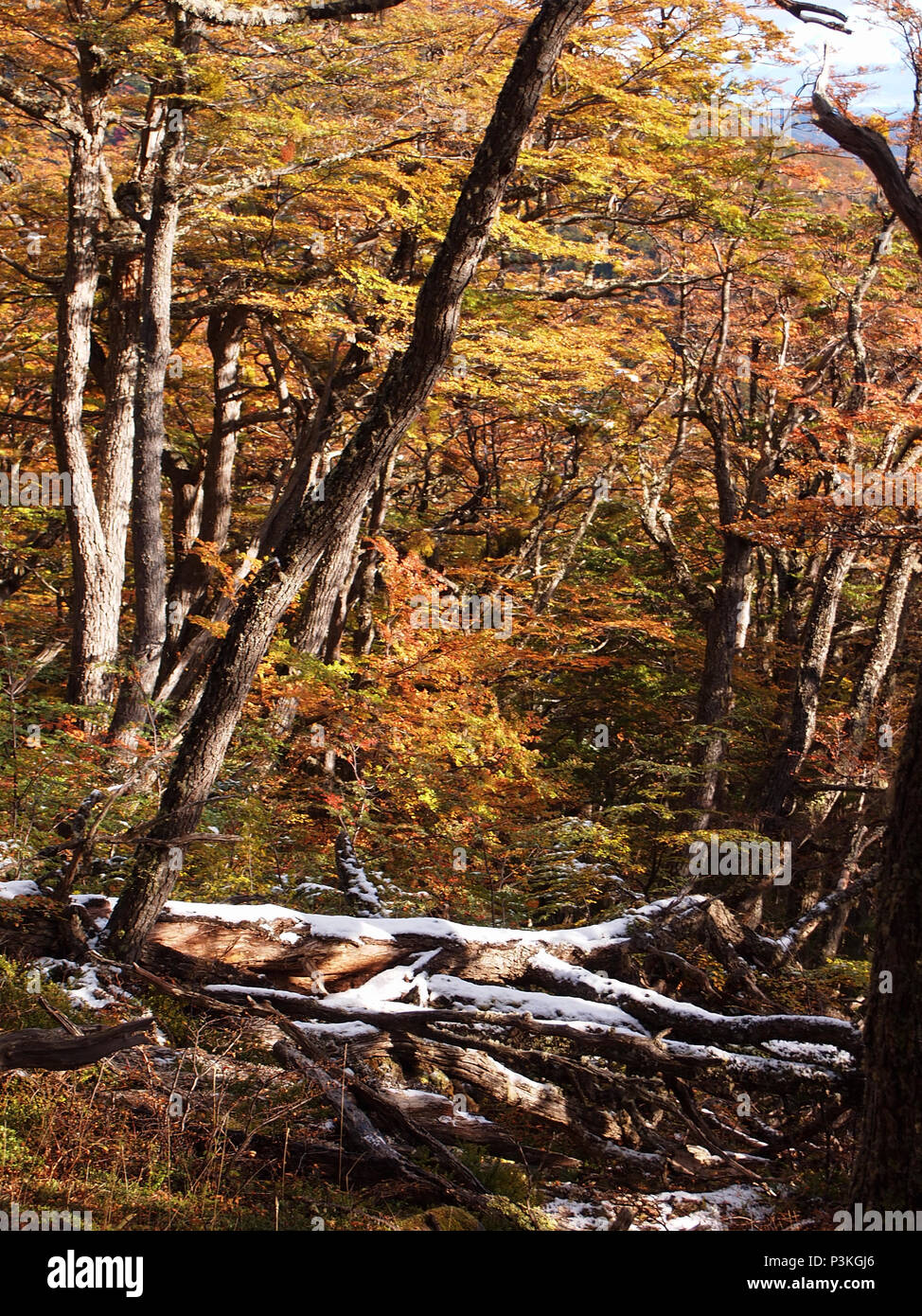 Couleurs d'automne des forêts de hêtre subpolaire de l'île Navarino, au Chili - la plus au sud du monde les forêts Banque D'Images
