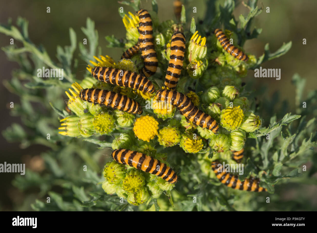Rayé jaune et noir papillon cinabre de chenilles (Tyria jacobaeae) se nourrissant de séneçon jacobée à Surrey, UK Banque D'Images