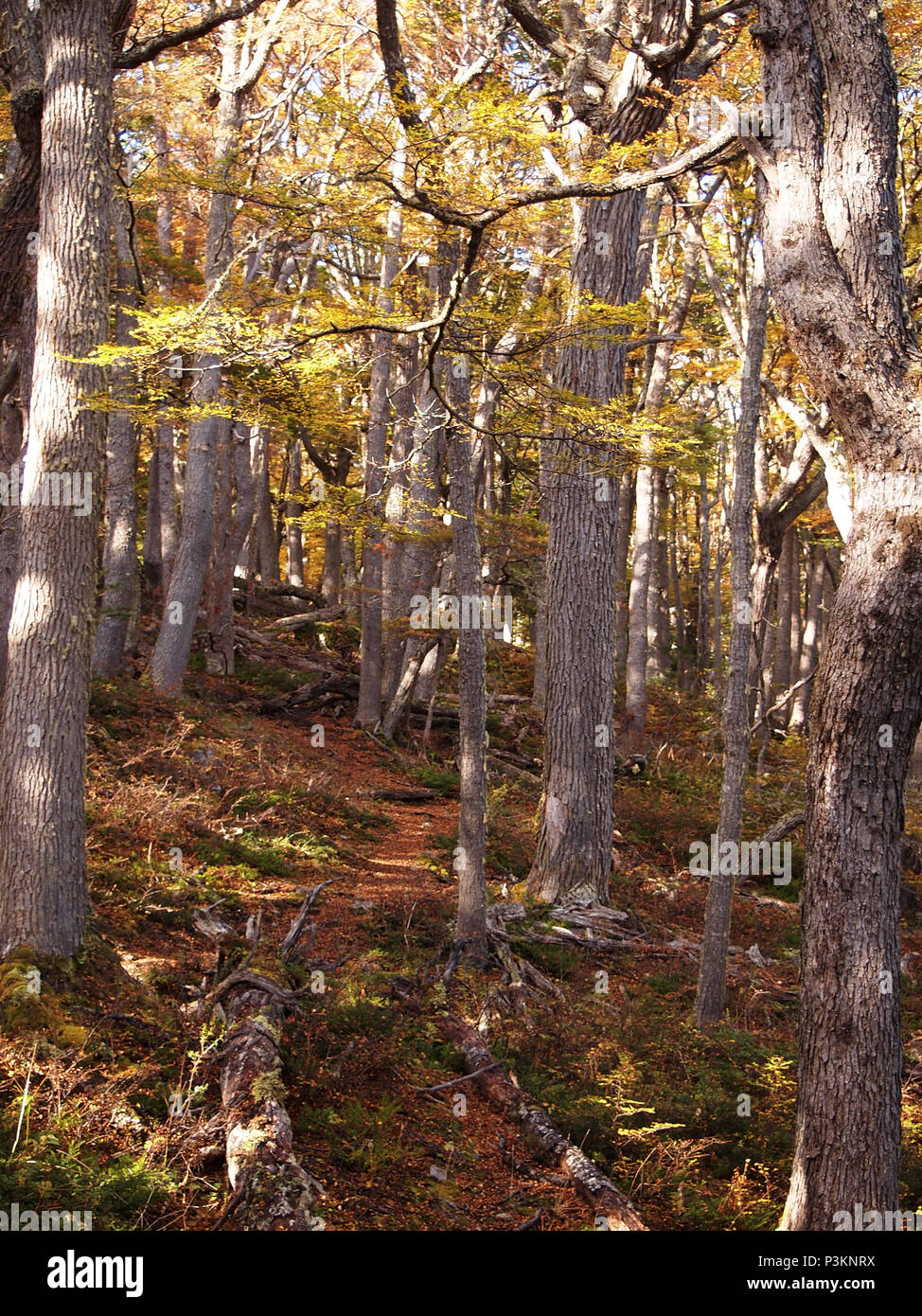 Couleurs d'automne des forêts de hêtre subpolaire de l'île Navarino, au Chili - la plus au sud du monde les forêts Banque D'Images