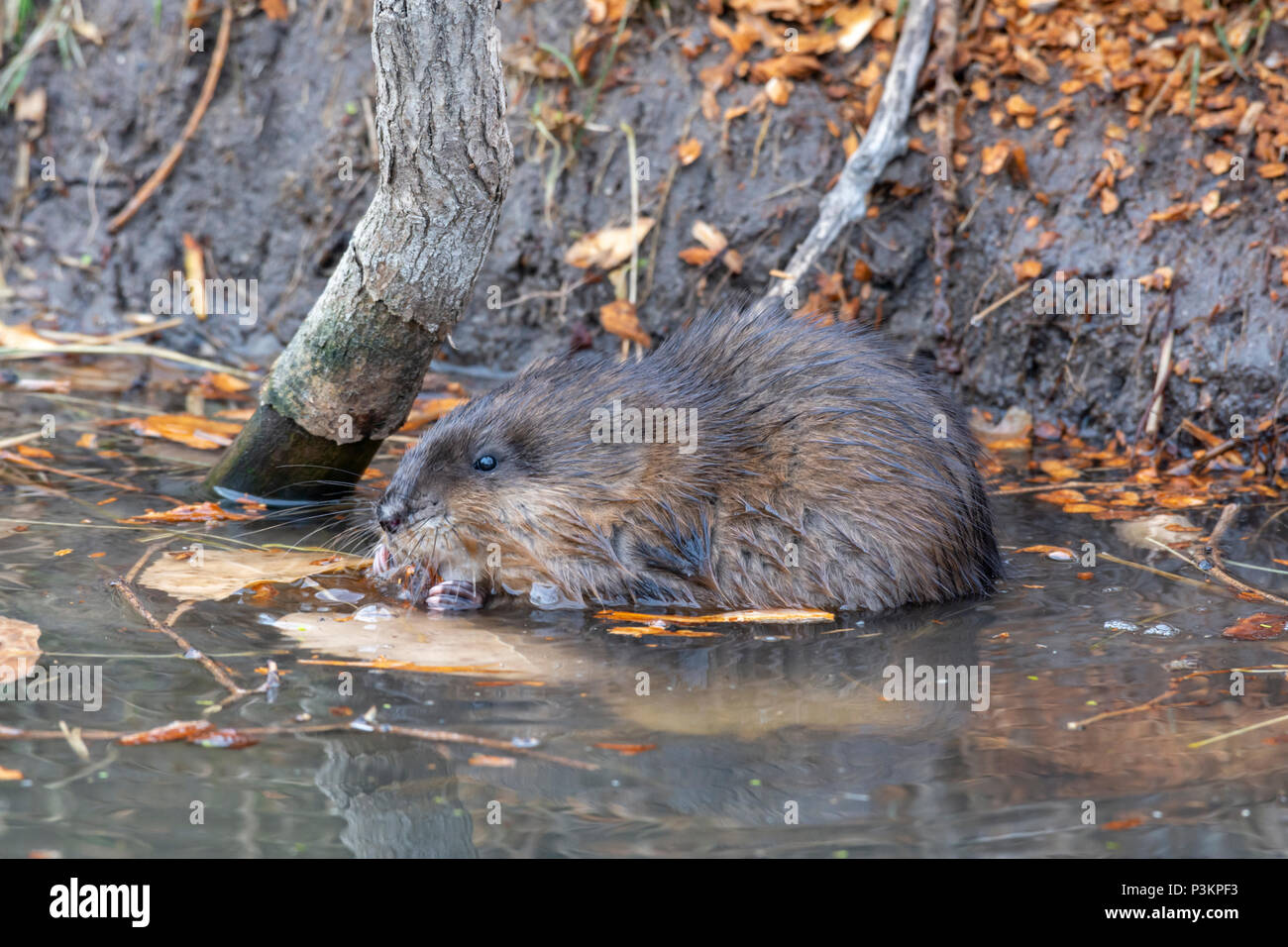 Le long des rives humides Rat musqué mangeant des copeaux de bois de peuplier de l'arbre, Castle Rock Colorado nous. Banque D'Images Le long des rives humides Rat musqué mangeant des copeaux de bois de peuplier de l'arbre, Castle Rock Colorado nous. Banque D'Images