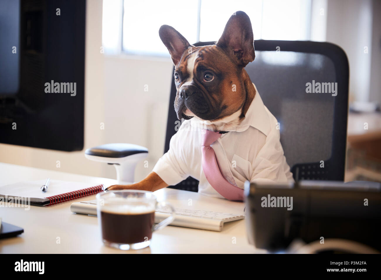 Bouledogue Français habillés en Businessman travaille au Bureau sur l'ordinateur Banque D'Images