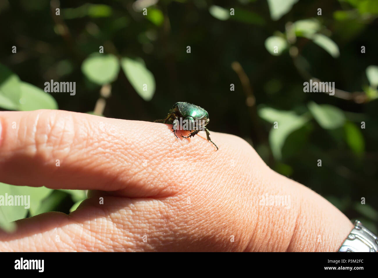 Chafer Cetonia aurata - rose chafer rose vert ou le scarabée - sur un côté Banque D'Images