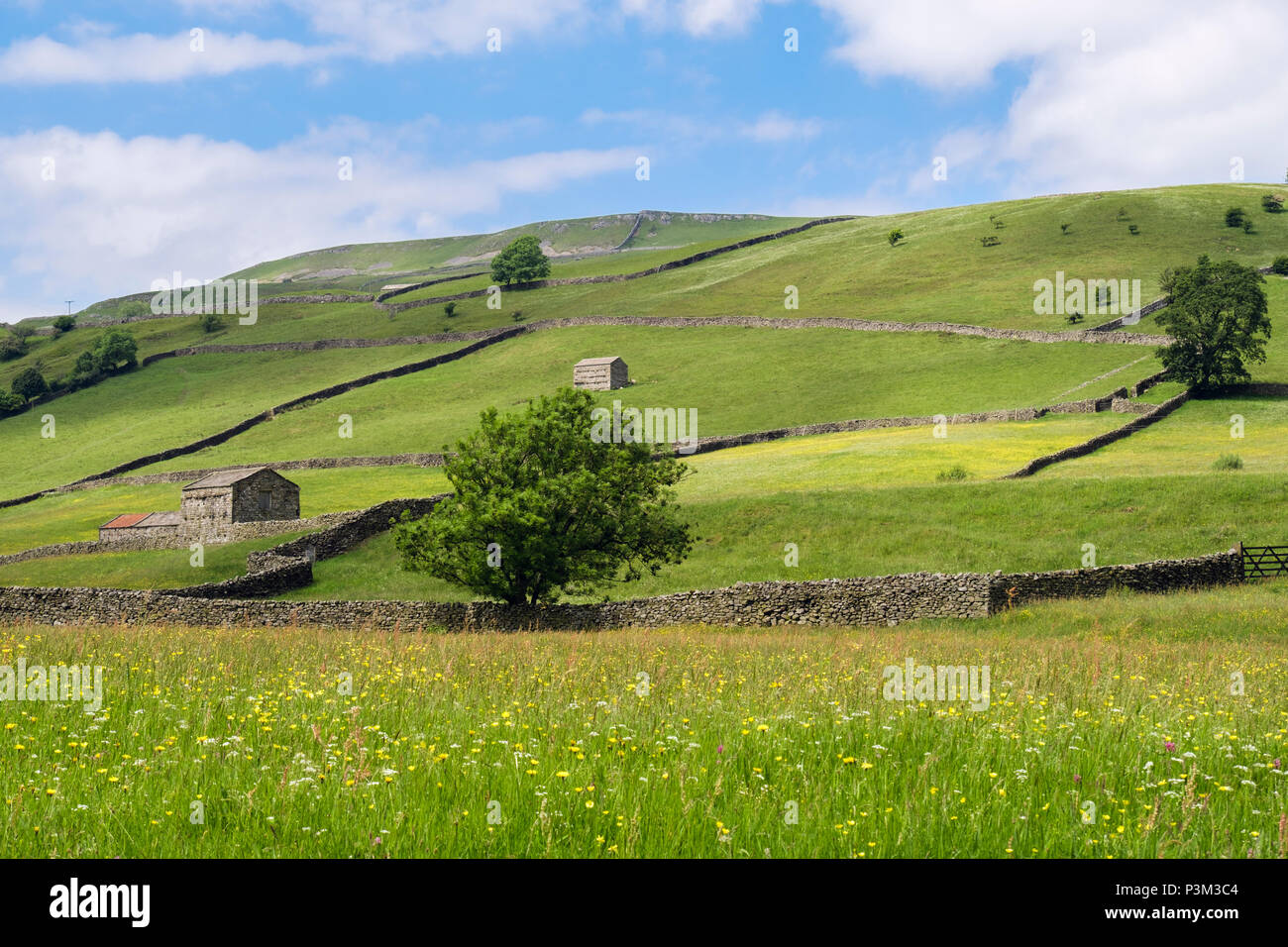 Scène de pays avec champ de renoncules en campagne Pennine en été. Muker, Swaledale, Yorkshire Dales National Park, North Yorkshire, England, UK Banque D'Images