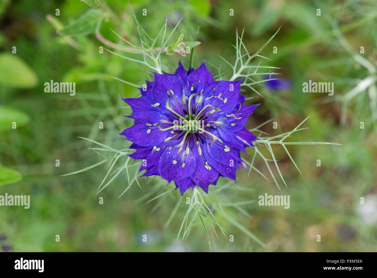 Nigella damascena. L'amour dans une brume fleur Banque D'Images