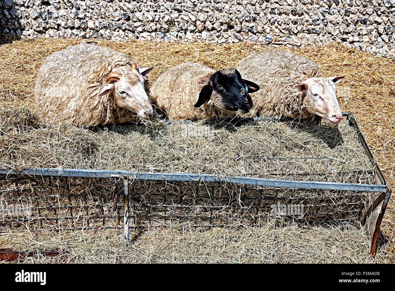 Trois moutons à un creux de foin. Banque D'Images