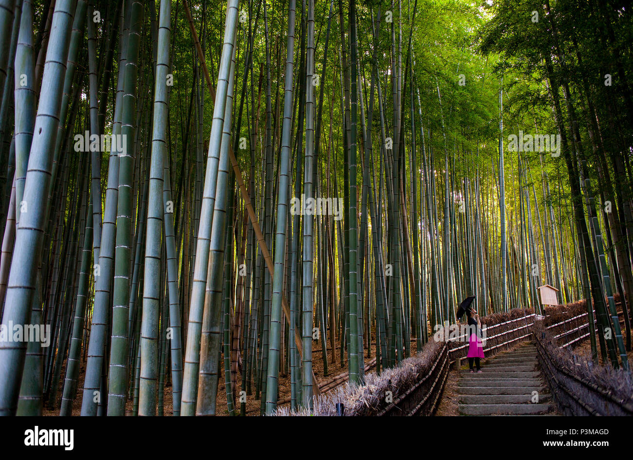 Femme, forêt de bambous, à Adashino Nembutsu ji Arashiyama, Kyoto , Banque D'Images