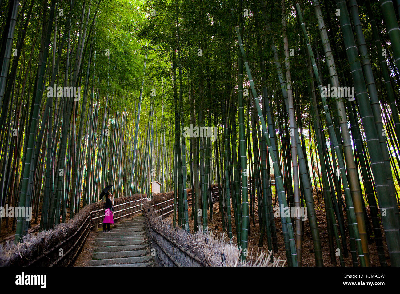 Femme, forêt de bambous, à Adashino Nembutsu ji Arashiyama, Kyoto , Banque D'Images