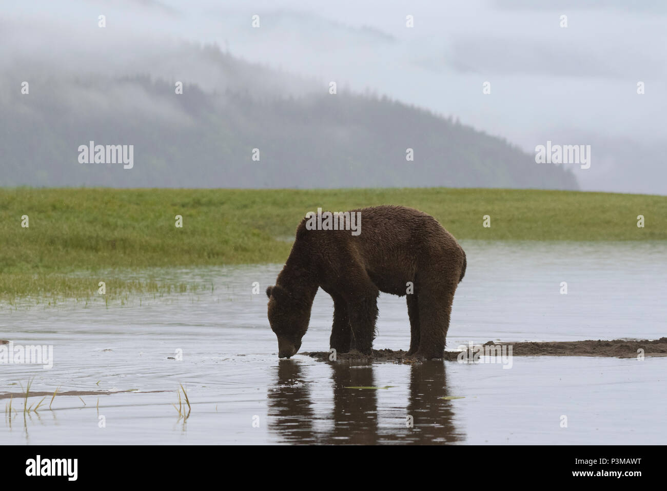 Ours brun, l'ours grizzli (Ursus arctos) dans le sanctuaire de Grizzlis Khutzeymateen, British Columbia, Canada Banque D'Images