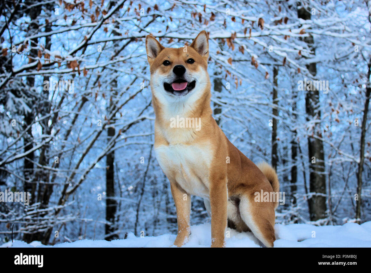 Shiba-Inu dans la forêt durant l'hiver Banque D'Images