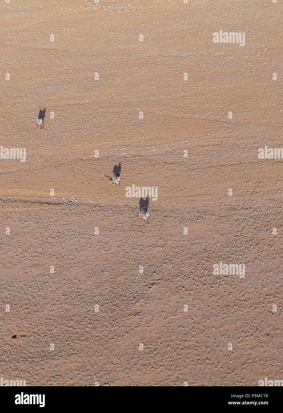 Paysage avec antenne thre zebra petit de dessus le galop dans les plaines vu de vol en hélicoptère au-dessus de tourisme Namibie Sossusvlei. Banque D'Images