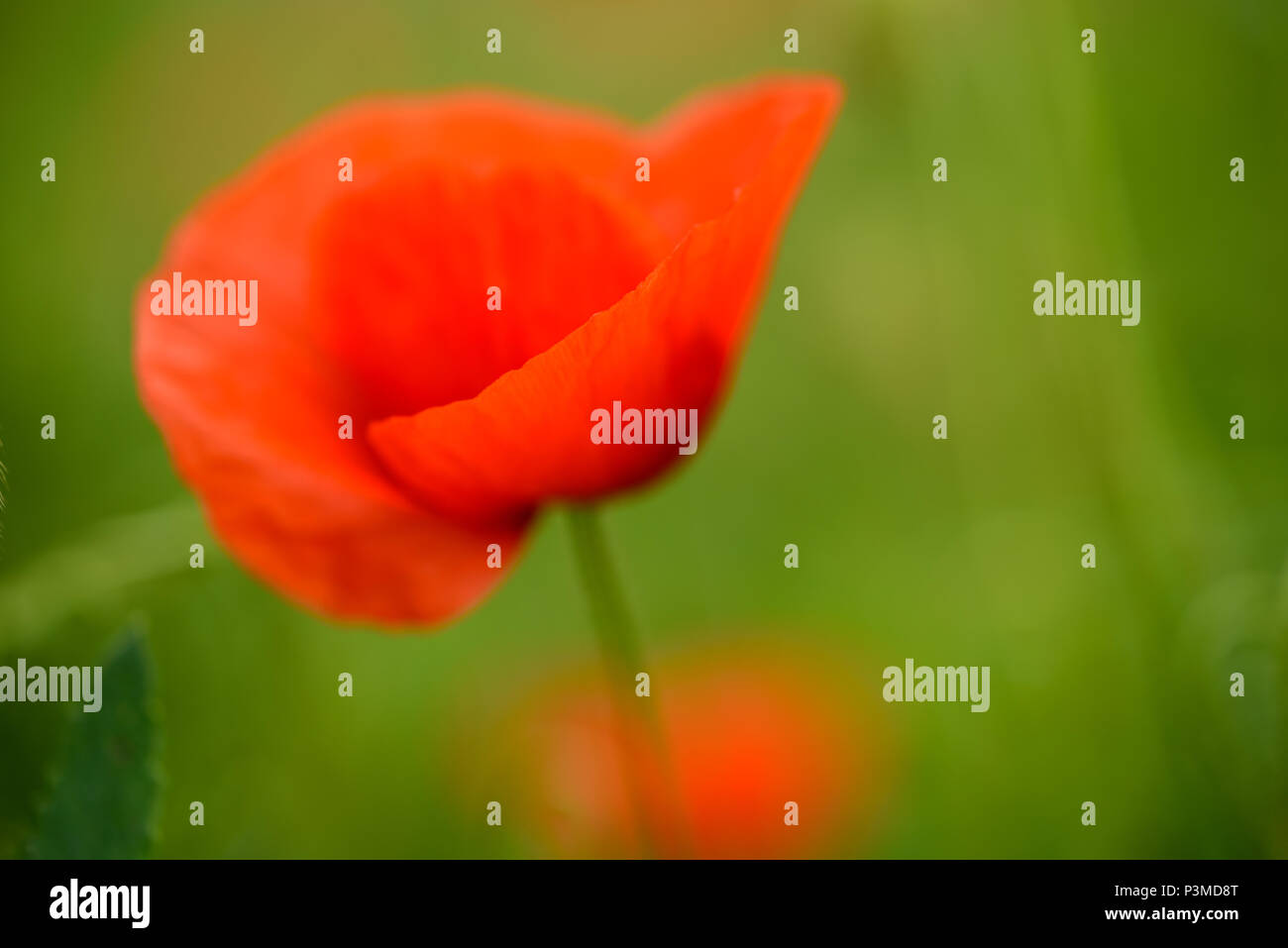 Fleur de pavot dans un champ avec de belles couleurs Banque D'Images