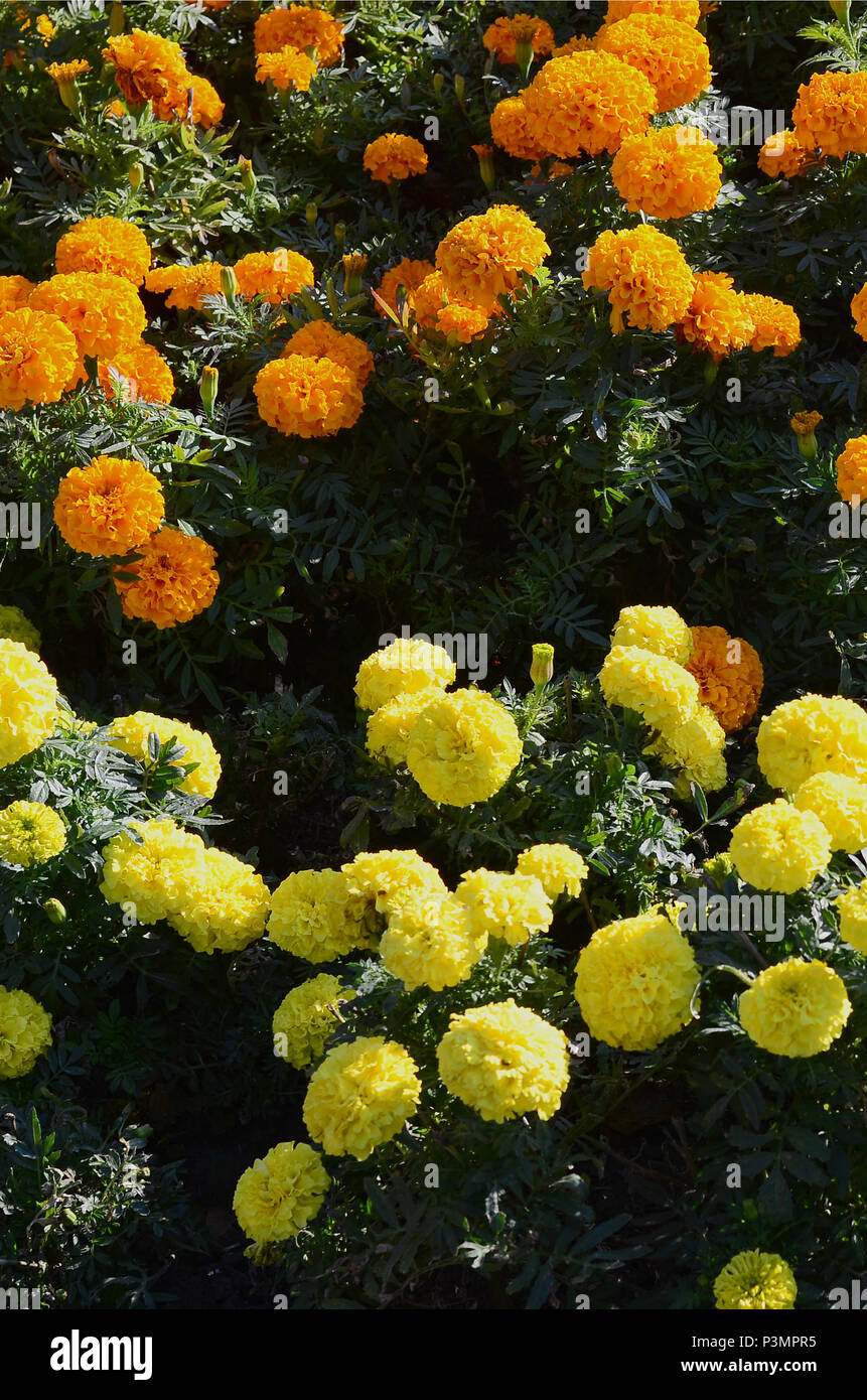 Floraison Fleurs De Fleurs Dans Le Jardin De Nombreuses