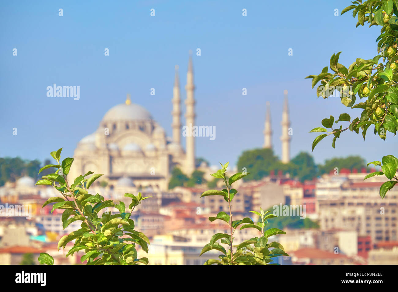 La mosquée de Soliman à Istanbul, Turquie, peu profond, DOF se concentrent sur les feuilles à l'avant Banque D'Images