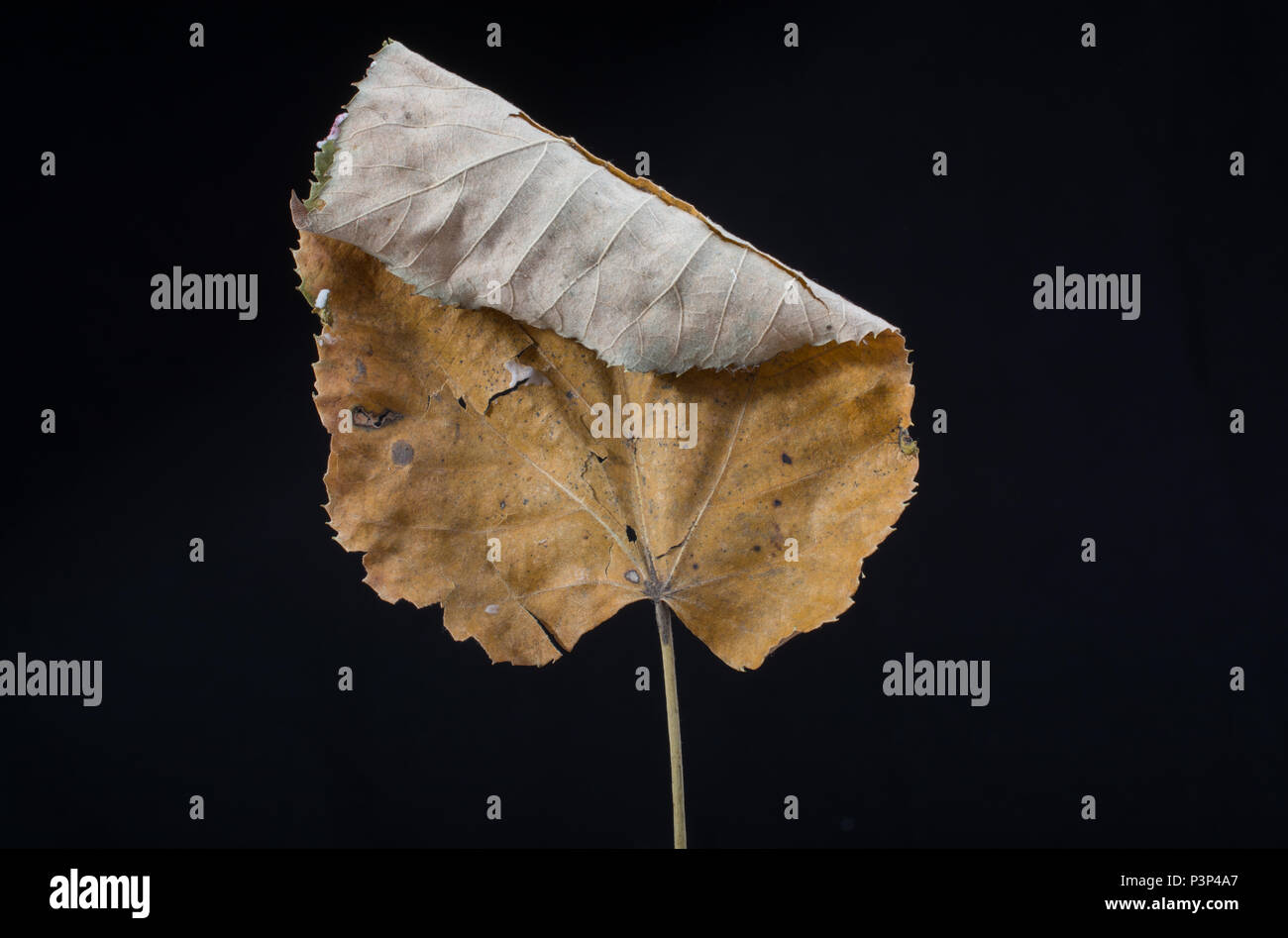 D'une autre feuille sèche de temps d'automne Banque D'Images