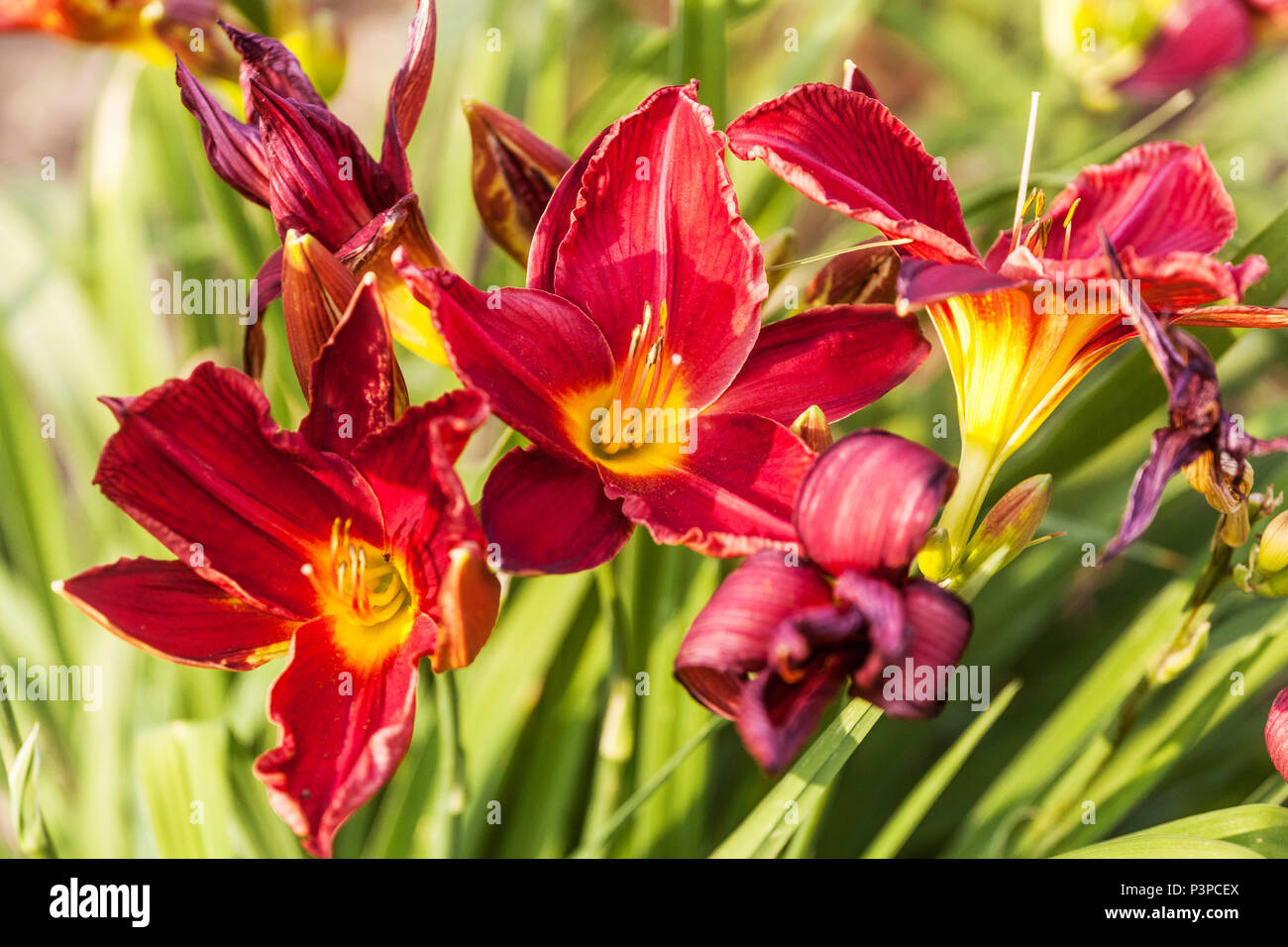 Daylily Hemerocallis ' Cross My Heart ' Daylilies Banque D'Images