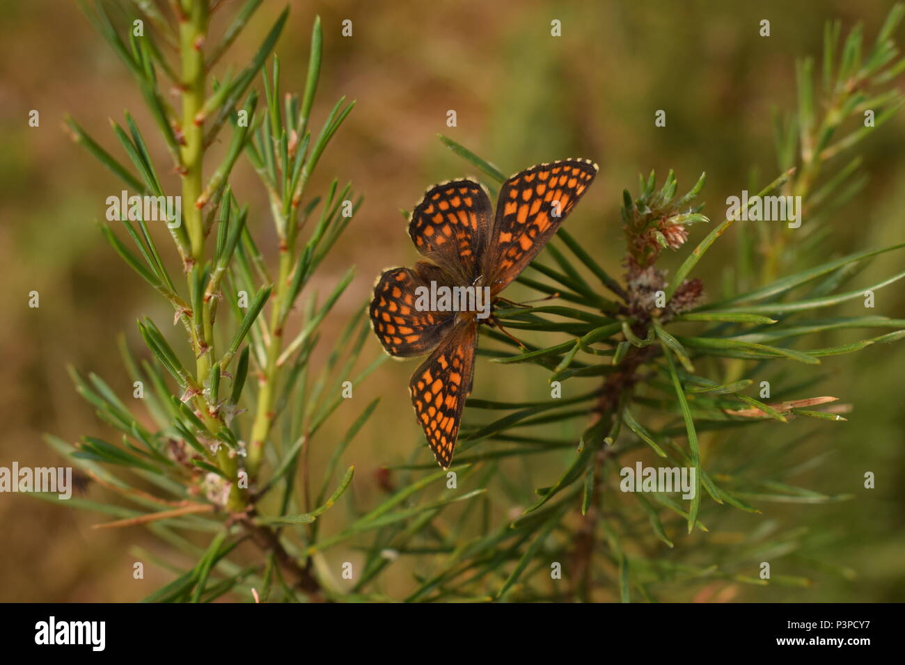 Butterfly close up instant Banque D'Images