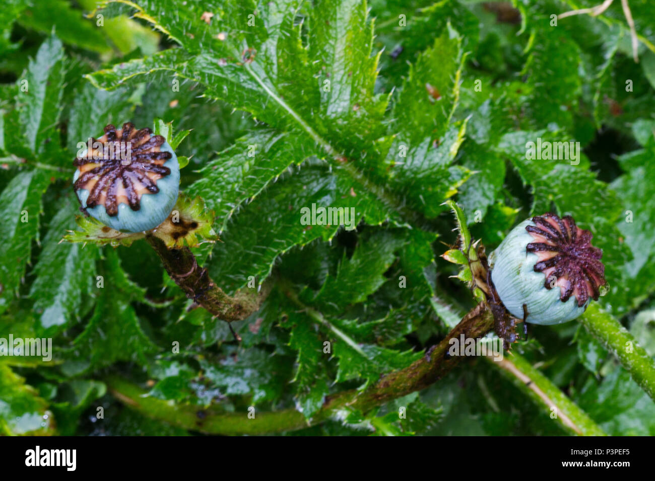 Capsule de graines ou gousse de pavot à opium, Papaver somniferum Banque D'Images