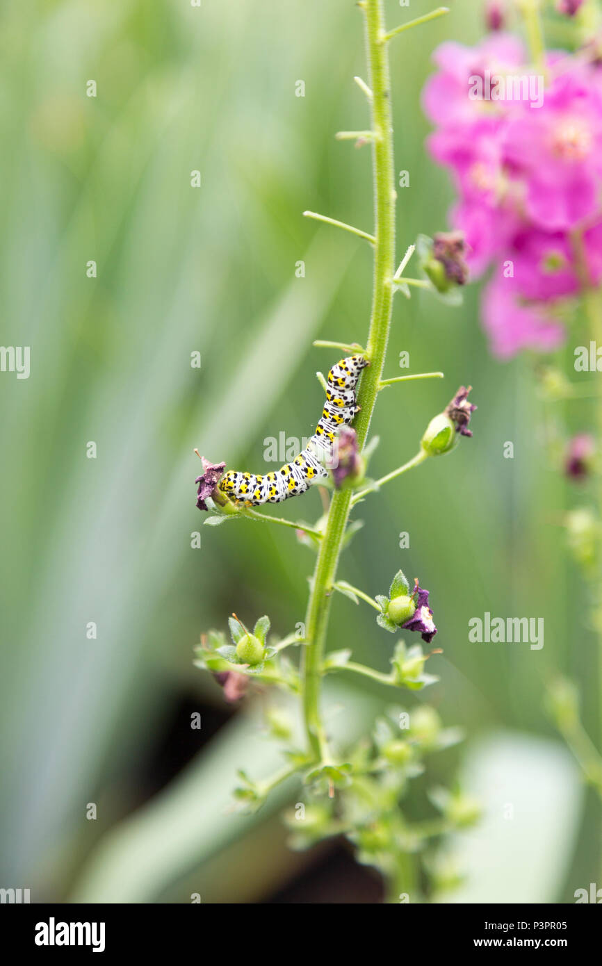 Mullein moth chenille Cucullia verbasci, alimentation, Suffolk, Angleterre, RU Banque D'Images