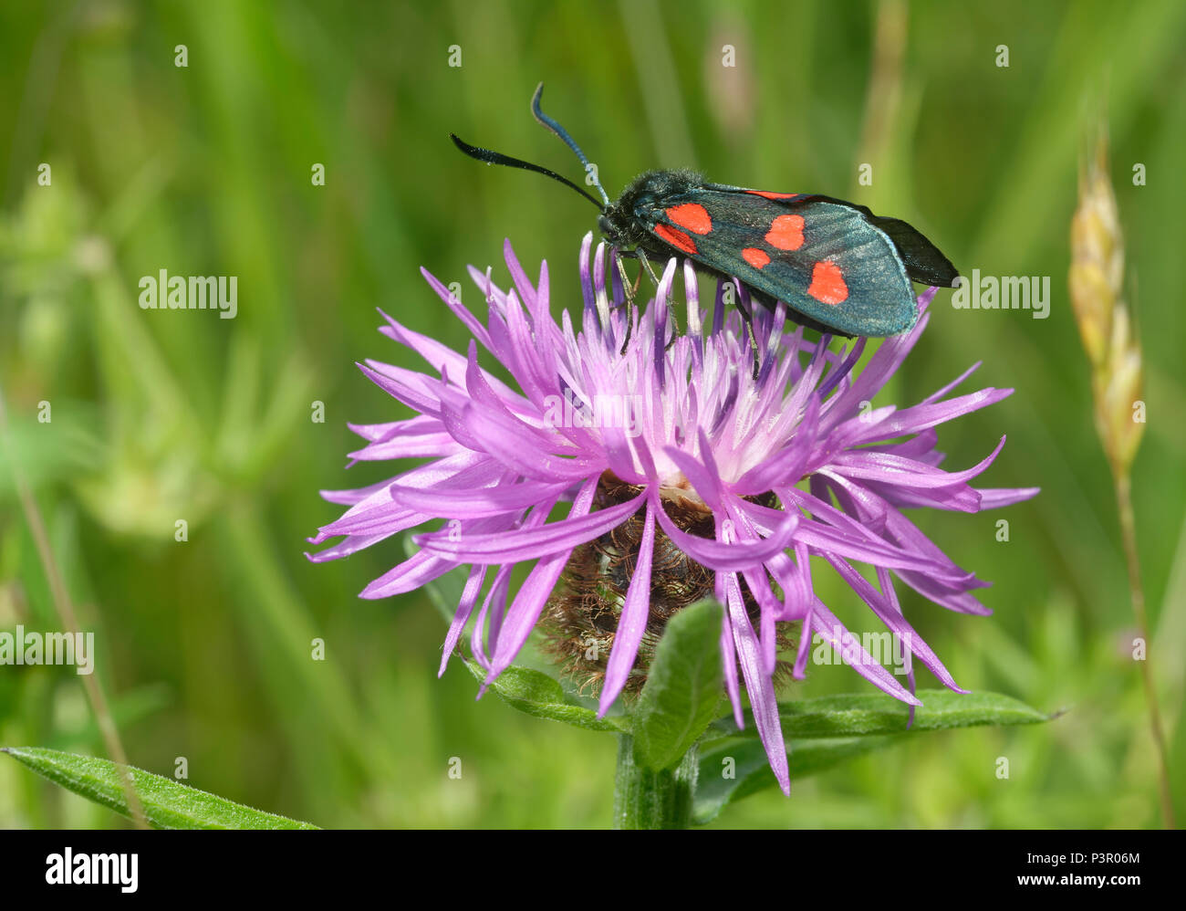 Zygaena trifolii Five-Spot Burnett - decreta sur une plus grande - la centaurée Centaurea scabiosa Banque D'Images