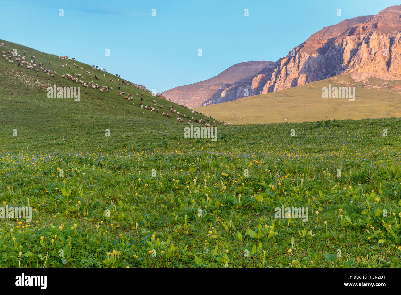 Le pâturage des troupeaux de moutons dans les montagnes Banque D'Images