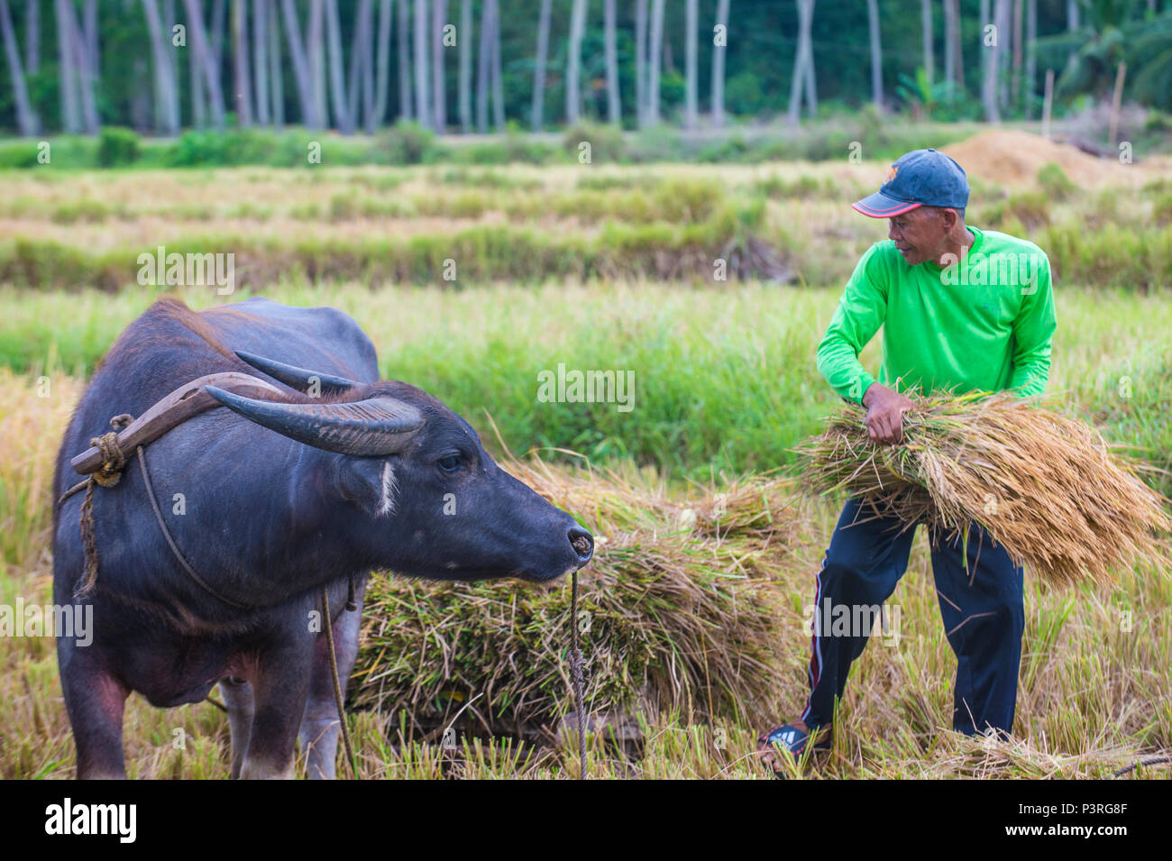 Agriculteur philippin travaillant dans un champ de riz sur l'île de Marinque aux Philippines Banque D'Images