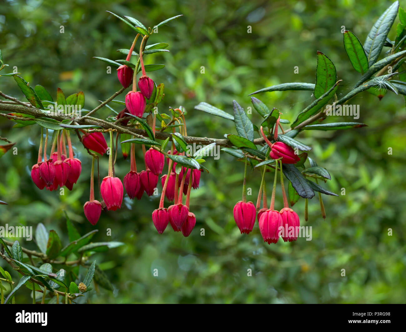 Lanterne chilien Crinodendron hookerianum arbre Photo Stock - Alamy