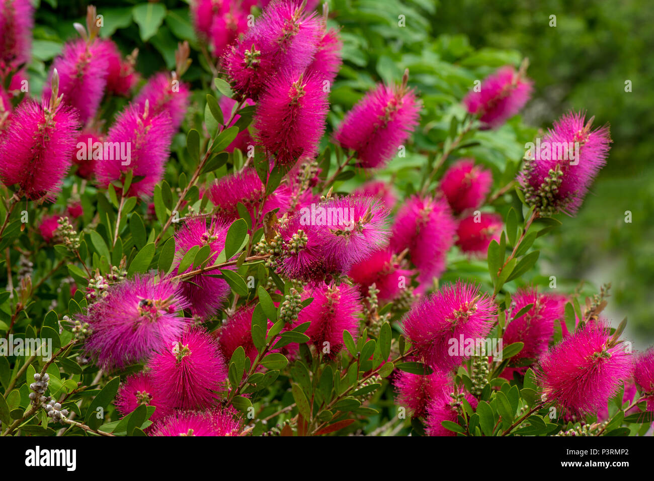 Le quartier animé de fleurs roses de l'été arbuste à fleurs Callistemon viminalis 'Hot Pink', également connu sous le nom de l'usine de Bottlebrush Banque D'Images