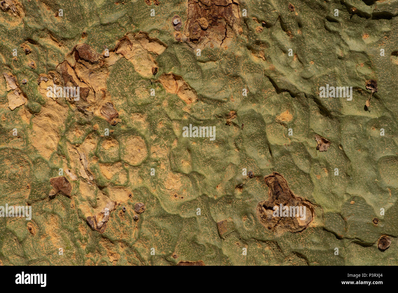 De près de l'écorce d'un arbre de la fièvre Banque D'Images