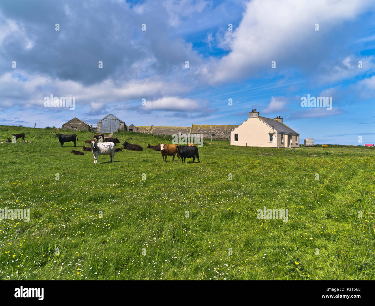 dh Scottish Islands Farm Cottage SANDAY ORKNEY Cow Field of bétail agricole ferme rurale ferme britannique ferme écossaise ferme bétail Banque D'Images