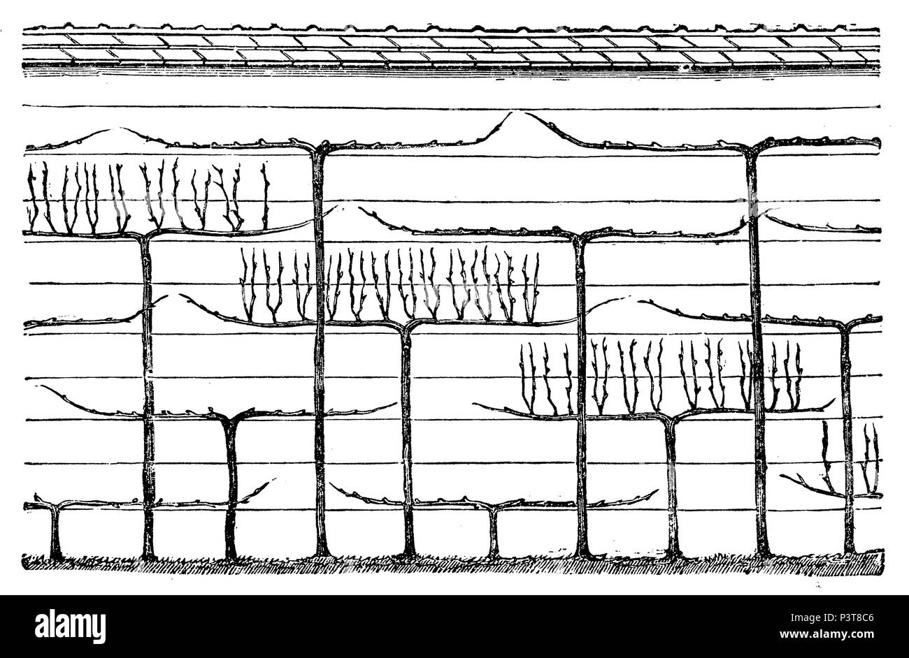 À la cave de champagne-sur-Seine, 1877 Banque D'Images