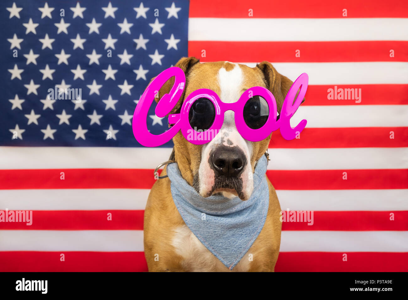 Le jour de l'indépendance américaine, concept avec Staffordshire terrier dog et stars and stripes flag en studio. Joyeux et heureux pitbull chien dans 'cool' masqu Banque D'Images