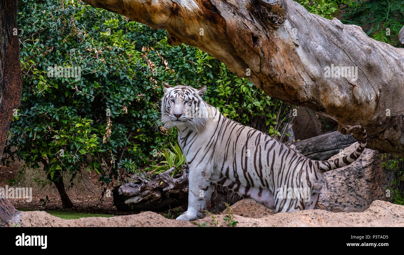 Tiger Cat Blue Eyes Banque D Image Et Photos Alamy Tiger Cat Blue Eyes Banque D Image Et Photos Alamy