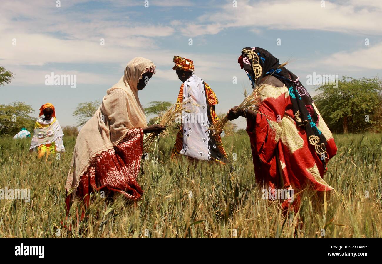 Les agricultrices dans le nord du village sénégalais de Ndiayene Pendao Banque D'Images