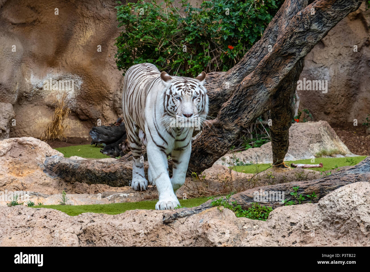 Tiger Cat Blue Eyes Banque D Image Et Photos Alamy Tiger Cat Blue Eyes Banque D Image Et Photos Alamy