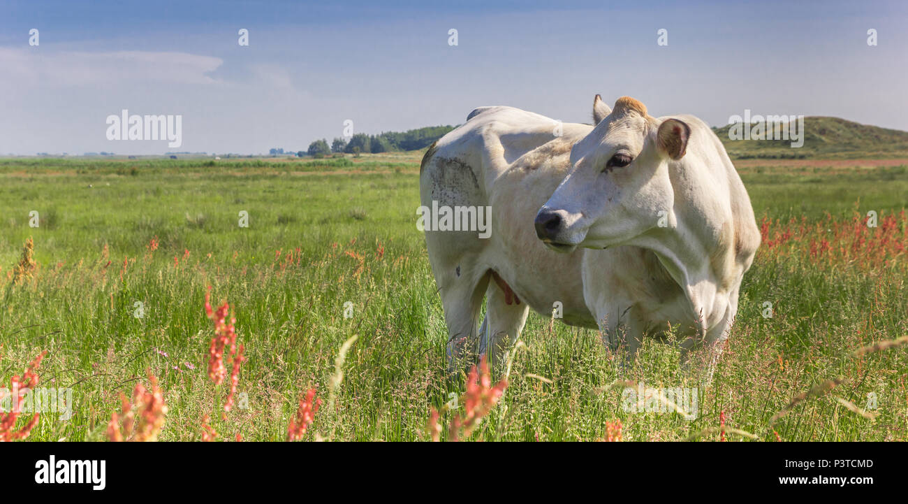 Panorama d'un Piemontese vache dans une prairie colorée sur l'île de Texel aux Pays-Bas Banque D'Images