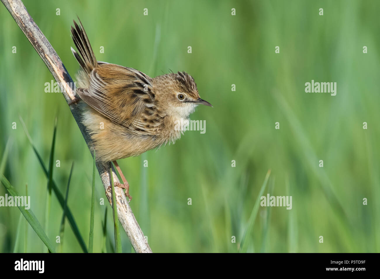 Petit oiseau appelé zitting cisticole dans une prairie colorée. Banque D'Images