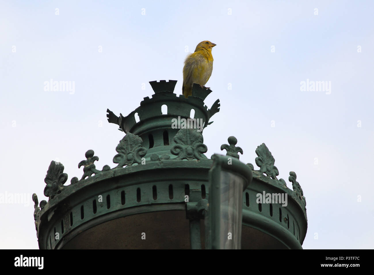 SÃO JOÃO DEL REI, MG - 08.01.2016 : CIDADE DE São João del Rei - Na foto Canário da terra. Cidade histórica de São João Del Rei em Minas Gerais. (Foto : Aloisio Mauricio / Fotoarena) Banque D'Images