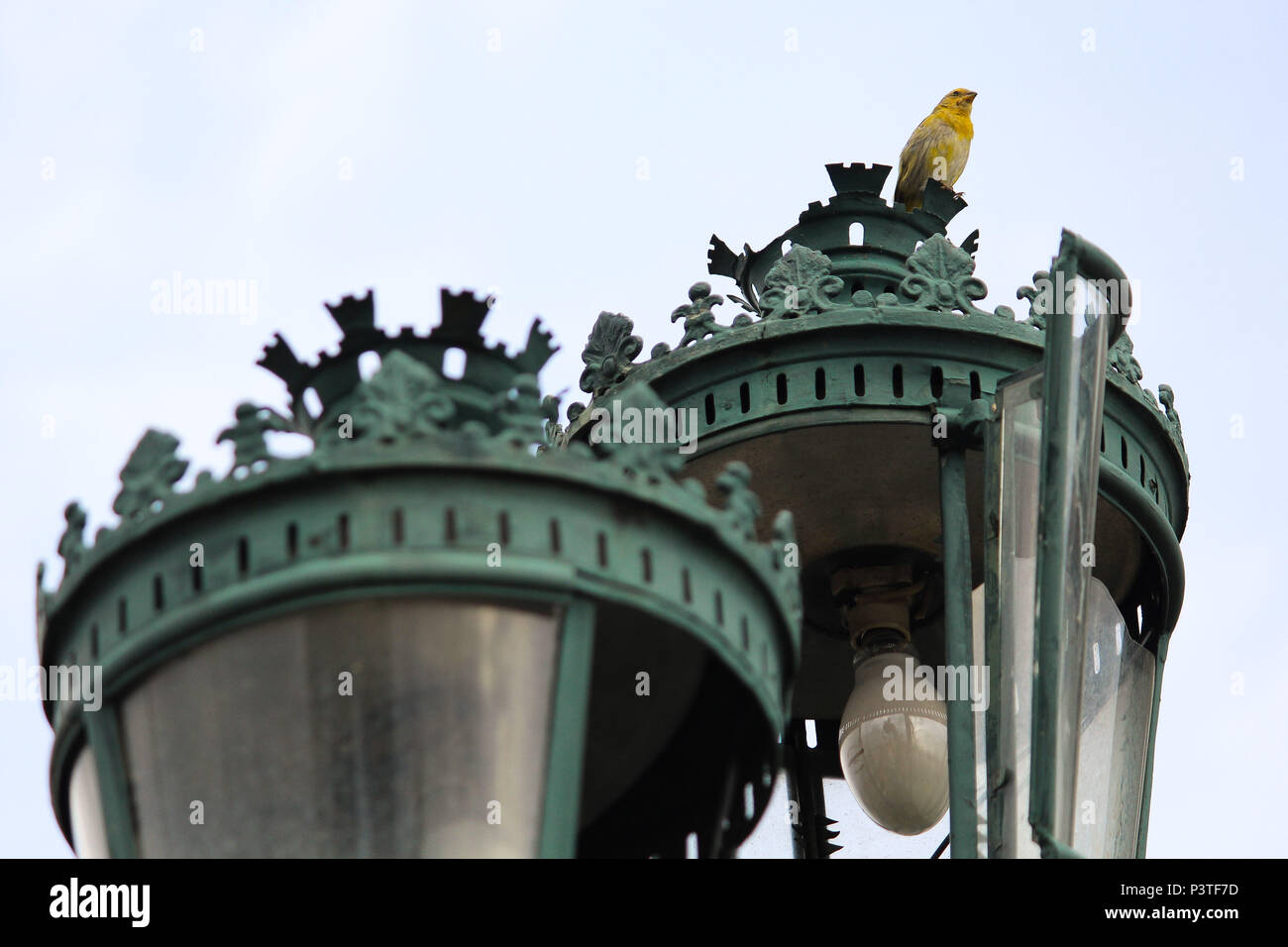 SÃO JOÃO DEL REI, MG - 08.01.2016 : CIDADE DE São João del Rei - Na foto Canário da terra. Cidade histórica de São João Del Rei em Minas Gerais. (Foto : Aloisio Mauricio / Fotoarena) Banque D'Images