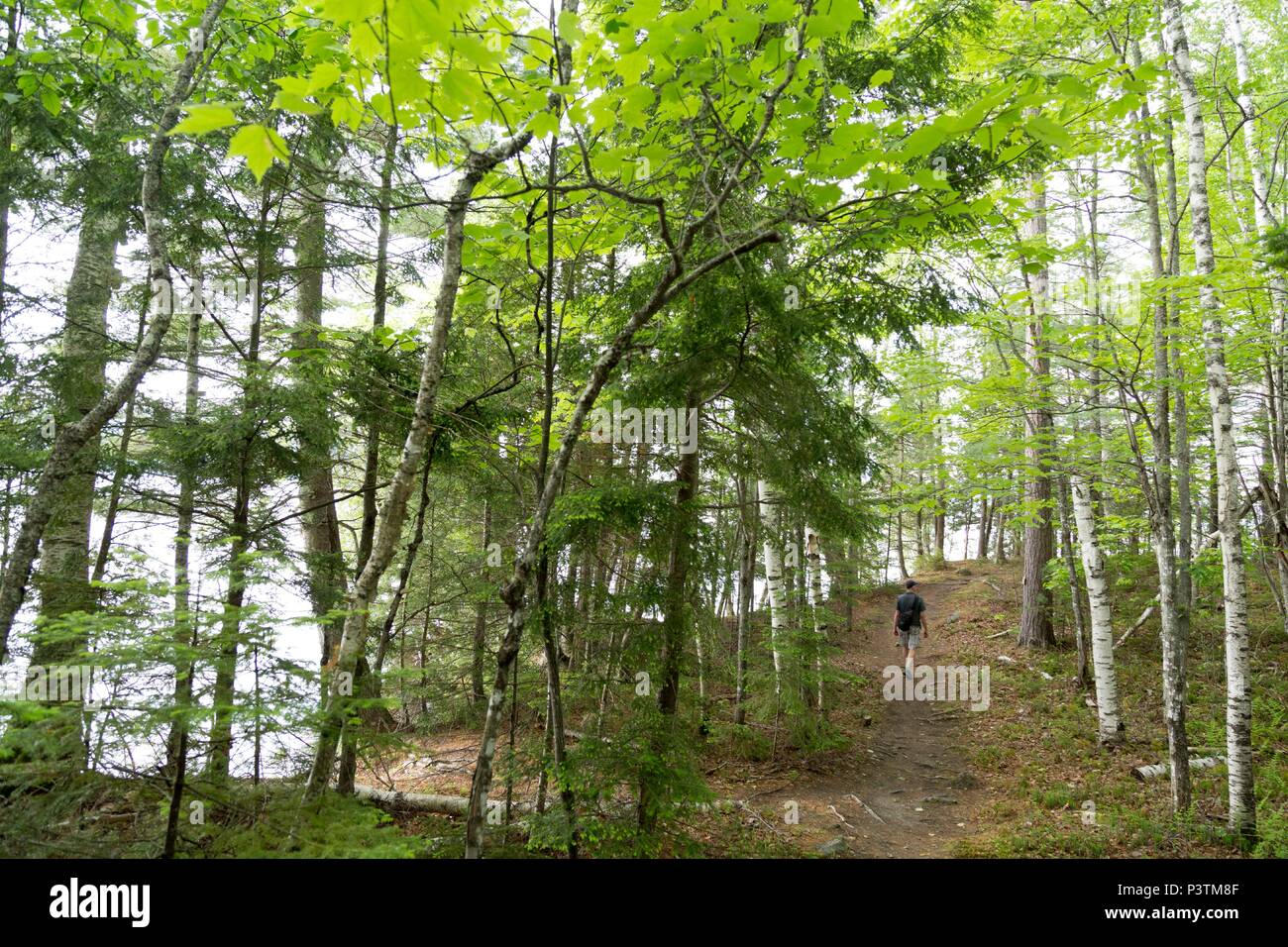 Randonnées en forêt de bouleaux, Lily Bay State Park, le lac Moosehead, Greenville, Maine Banque D'Images