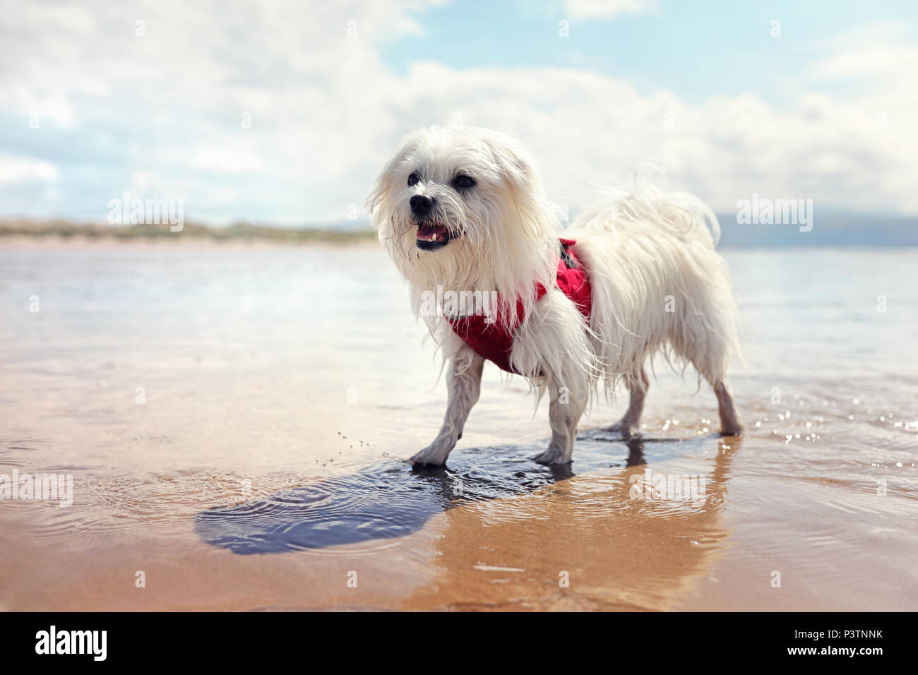 Chien heureux jouer fetch dans la mer sur la plage Banque D'Images