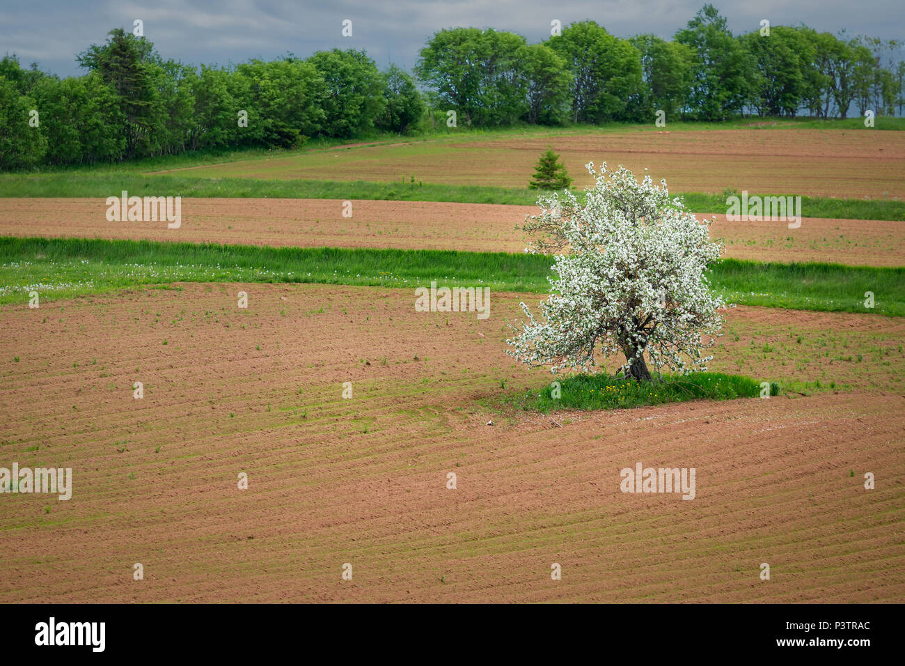 Pommier en fleur dans un champ agricole rural. Banque D'Images